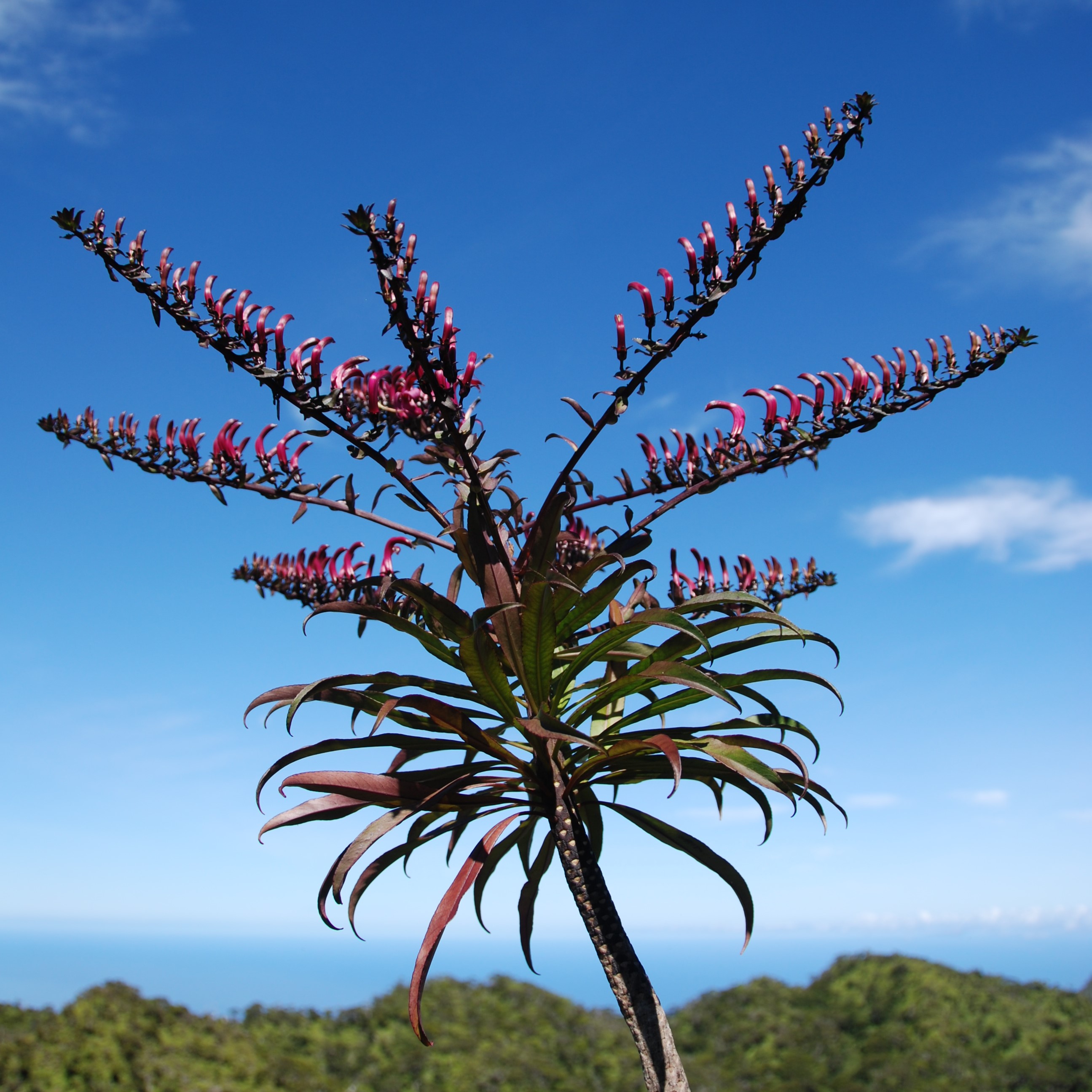 A tall woody stem with leaf scars, ending in several whorls of simple lanceolate leaves with nine visible infloresence spikes emerging from the top. On each infloresence spike is a row many curved pink flowers all facing towards the sky.